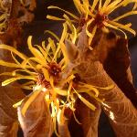 hamamelispflosmollisrvroger