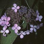 hydrangeaflovillosa1