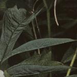 paeonia1suffruticosafolt1