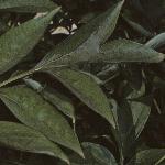 paeoniasuffruticosafol1