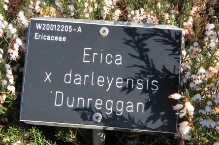 Ericadarleyensisdunregganlabelgarnonswilliams