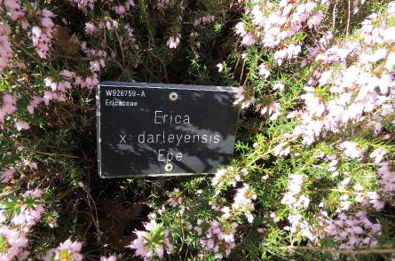 Ericadarleyensisepelabelgarnonswilliams