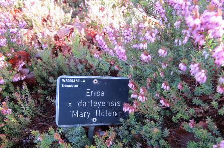Ericadarleyensismaryhelenlabelgarnonswilliams