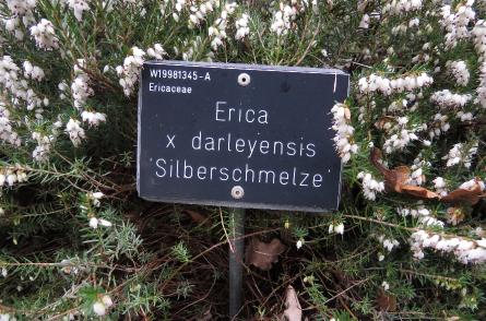 Ericadarleyensissilberschmeizelabelgarnonswilliams