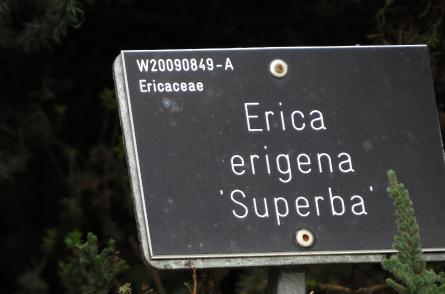 Ericaerigenasuperbalabelgarnonswilliams
