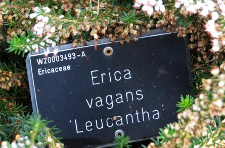 Ericavagansleucanthalabelgarnonswilliams