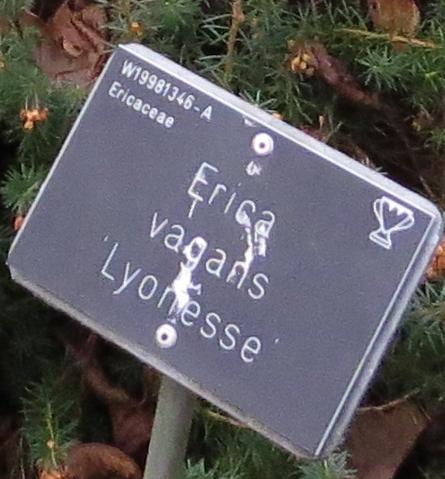 Ericavaganslyonesselabelgarnonswilliams