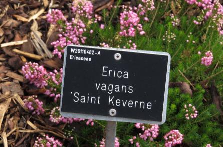 Ericavagansstkevernelabelgarnonswilliams