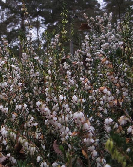 Ericacarneajamesbackhouseforwin1garnonswilliams