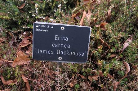 Ericacarneajamesbackhouselabelgarnonswilliams