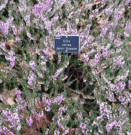 Ericacarneajasonattwaterforsprgarnonswilliams