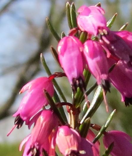 Ericacarneavivelliiflogarnonswilliams