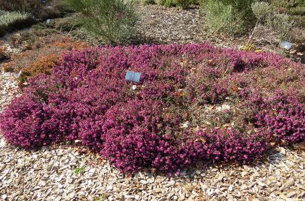 Ericacarneavivelliiforsprgarnonswilliams