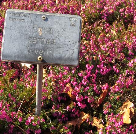 Ericacarneavivelliilabelgarnonswilliams