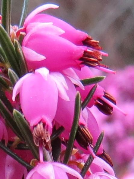 Ericacarneawentwoodredflogarnonswilliams