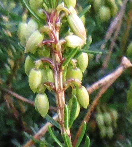 Ericacarneawentwoodredflobudgarnonswilliams