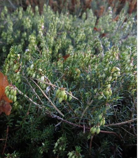 Ericacarneawentwoodredflobudstalkgarnonswilliams