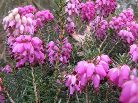 Ericacarneawentwoodredflosgarnonswilliams