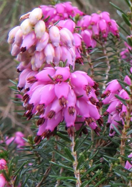 Ericacarneawentwoodredflostalkgarnonswilliams