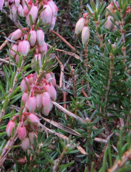 Ericacarneawentwoodredfolsprgarnonswilliams