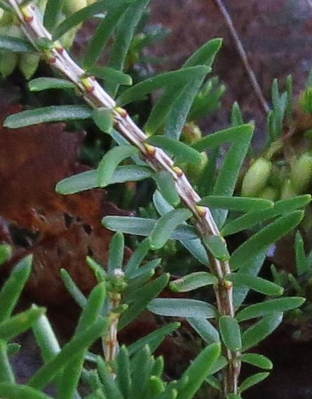 Ericacarneawentwoodredfolwingarnonswilliams