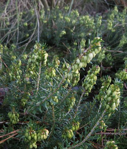 Ericacarneawentwoodredforwingarnonswilliams