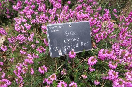 Ericacarneawentwoodredlabelgarnonswilliams