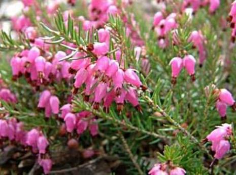 ericacarneafflosjamesbackhousedeeproot1