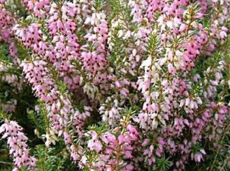 ericacarneafflosjasonattwaterdeeproot1