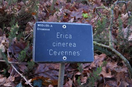 Ericacinereacevenneslabelgarnonswilliams