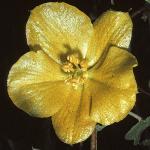 fremontodendronflocalifornicum1