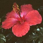 hibiscusflorosasinensis1