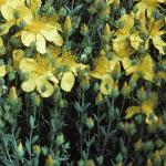 hypericumforpolyphyllum1