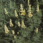 lupinusfor1arboreus1a