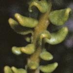 oleariafoldnumulariifolia