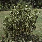 oleariafornumulariifolia