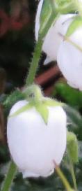 Daboeciacantabricaalbertawhiteflokavanagh
