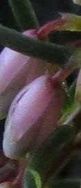 Ericacarneaalancoatesflobudgarnonswilliams