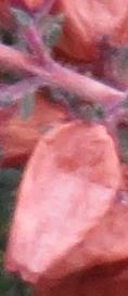 Ericaciliarisbretagneseedgarnonswilliams1