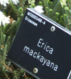 Ericamackayanalabel1akavanagh