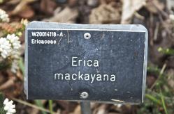 Ericamackayanalabel2akavanagh