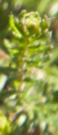 ericaspiculifoliabalkanroseMG4384