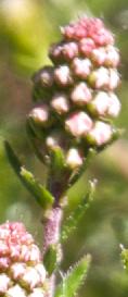 ericaspiculifoliabalkanroseMG4384a