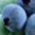 cbluecropfrublueberryg2a