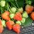 cfigarofrusstrawberryg1a