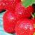 cflorencefrustrawberryg1a