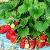 cflorencefrusstrawberryg1a