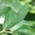 chardybluefol1blueberryg1a