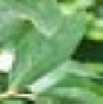 phardybluefol1blueberryg