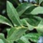 phardybluefol2blueberryg